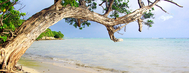 LISA-Sprachreisen-Franzoesisch-Karibik-Guadeloupe-Strand-Meer-Baum-Sonne-Traumurlaub